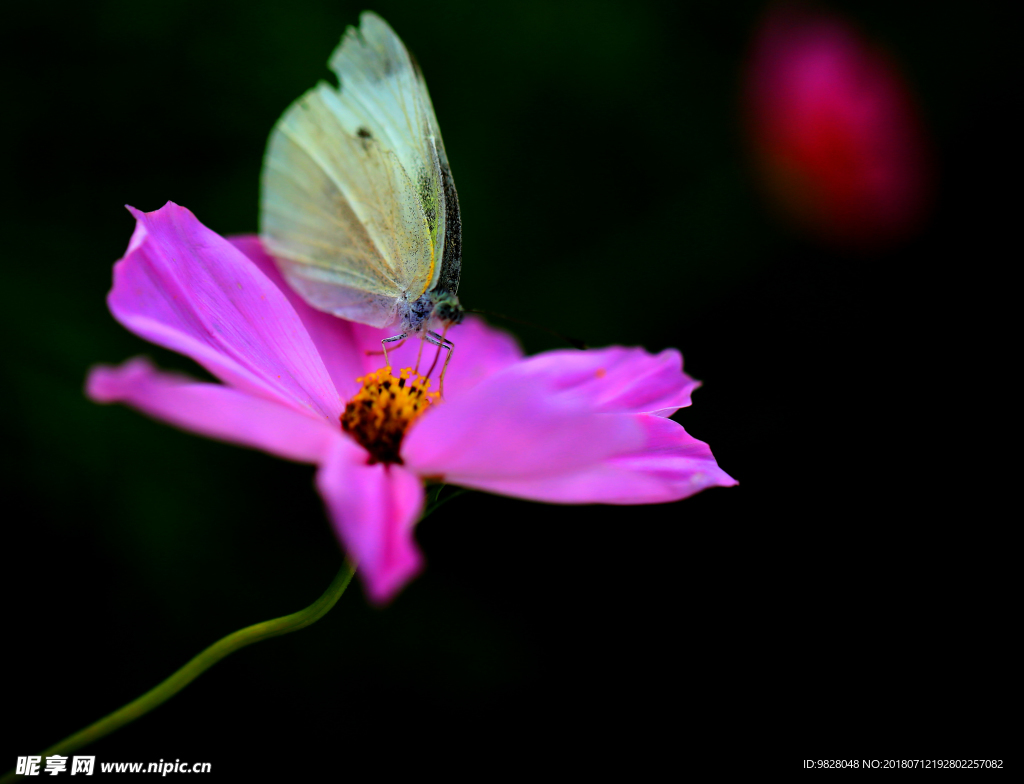 格桑花