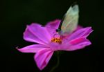 格桑花
