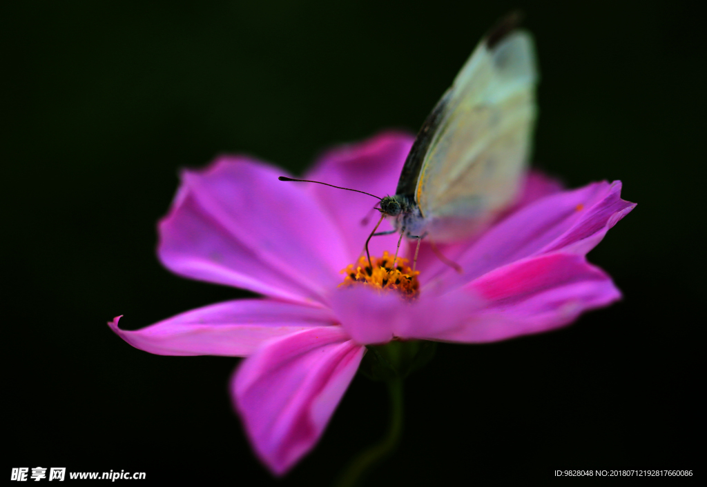 格桑花