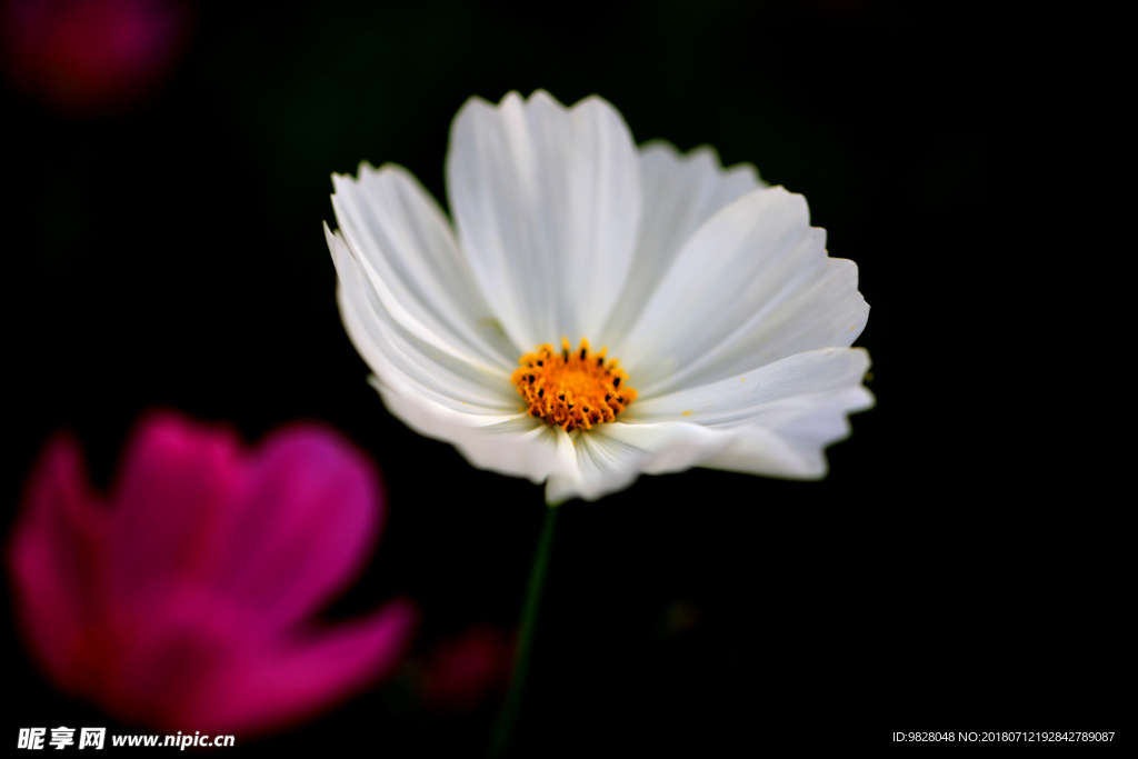 格桑花