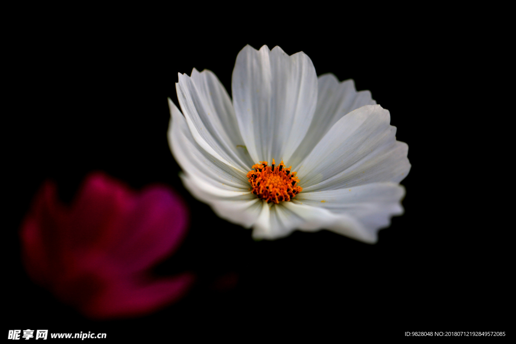 格桑花
