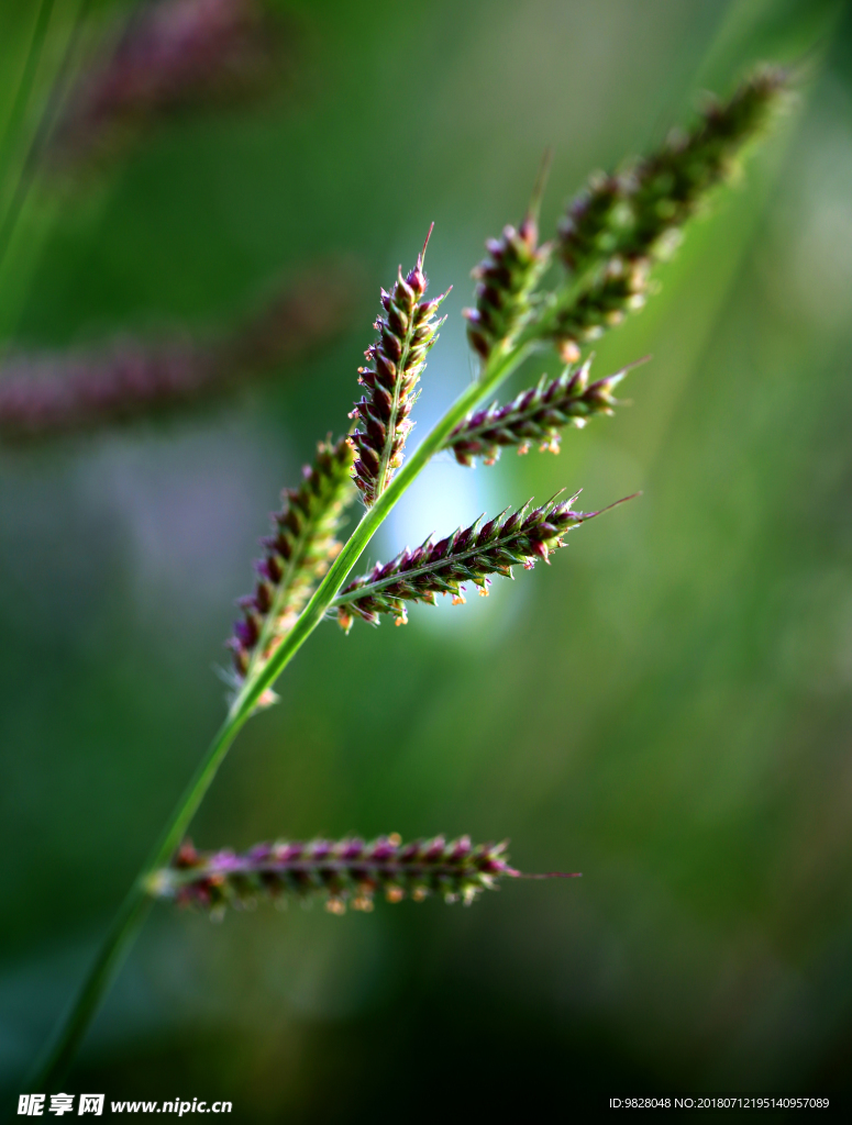 野草