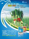 凯蓝洋托 大小葱