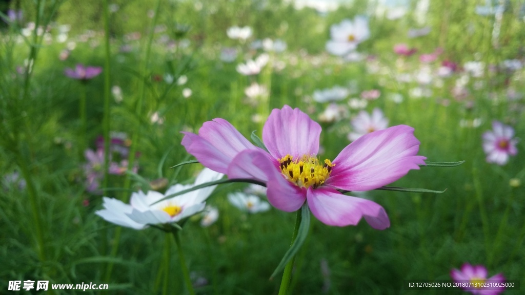 蝴蝶花