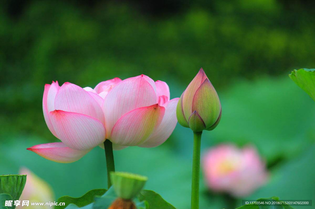 荷花