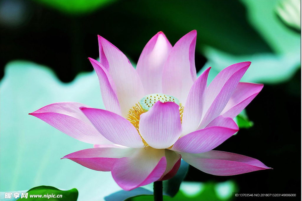 荷花