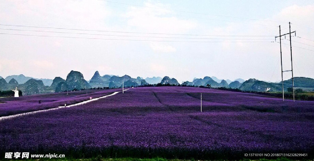 花海