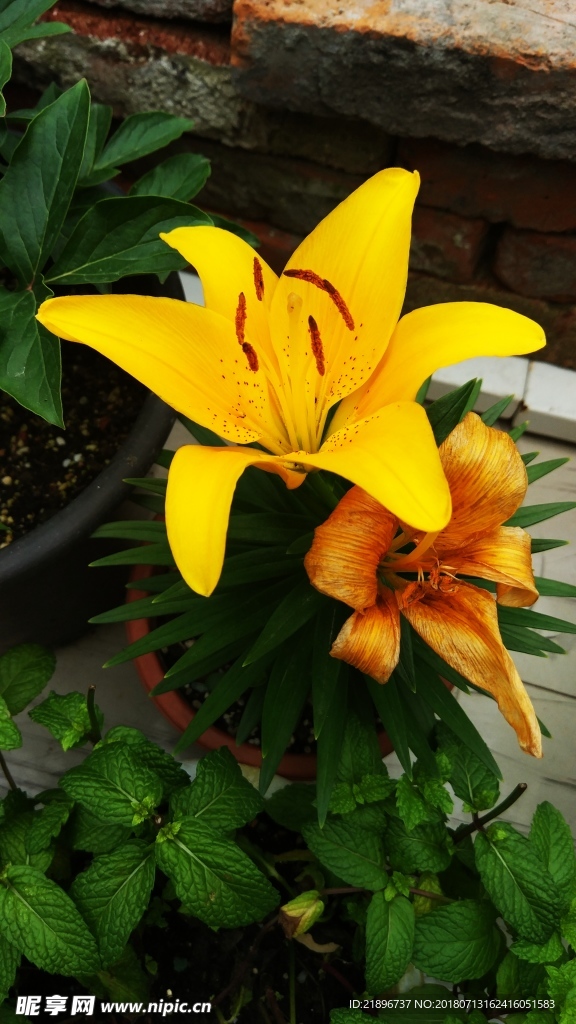 百合花