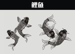 鲤鱼