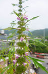 益母草