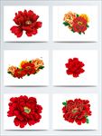 牡丹花