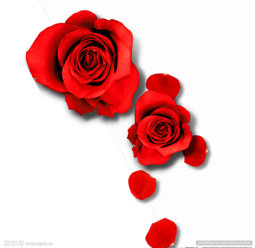 玫瑰花