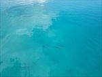 海