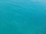 海