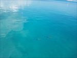 海
