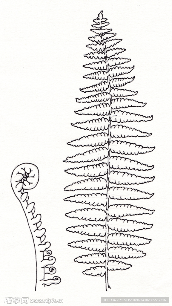 钢笔手绘蕨类植物