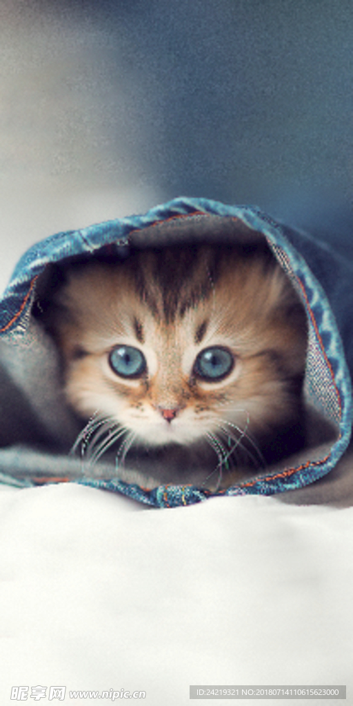 小猫