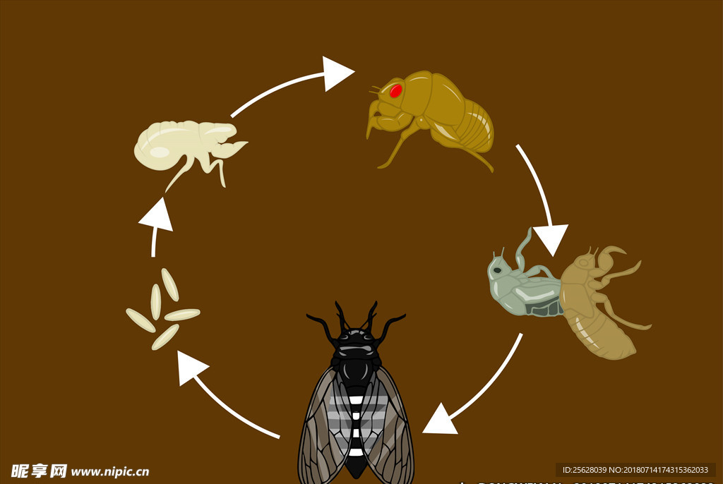 蝉的一生示意图手绘图片