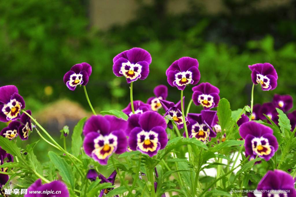 蝴蝶花