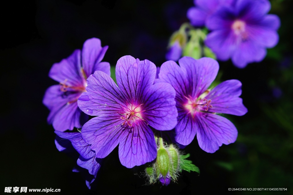 紫花