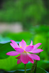 美丽荷花