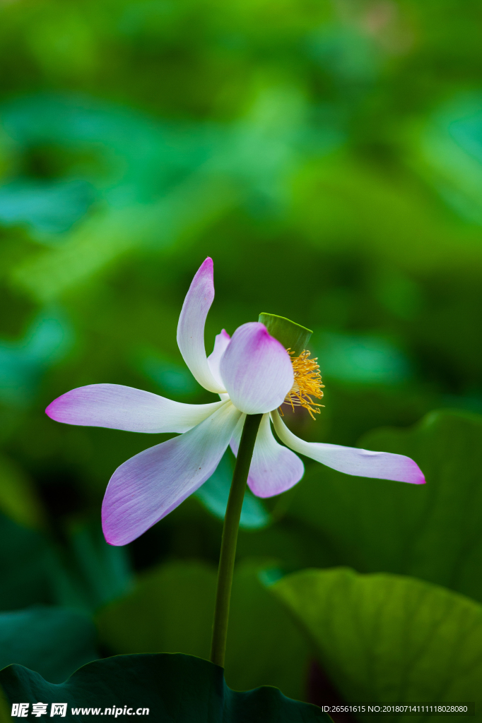 莲花