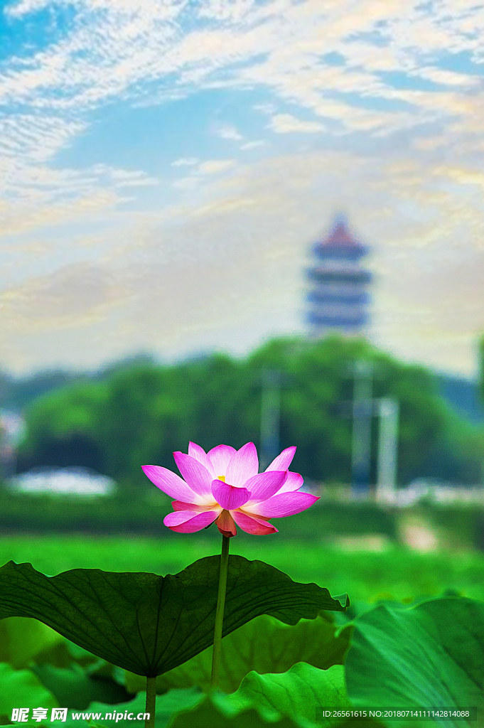 荷花光影