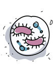 人体细胞结构
