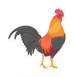 鸡图片