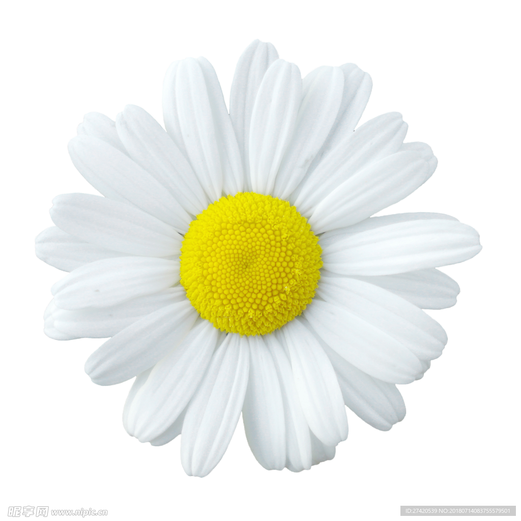 白色菊花