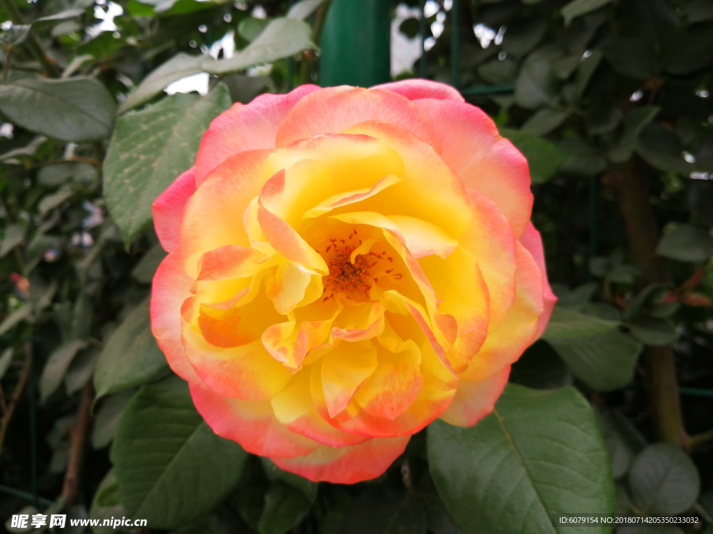 月季花