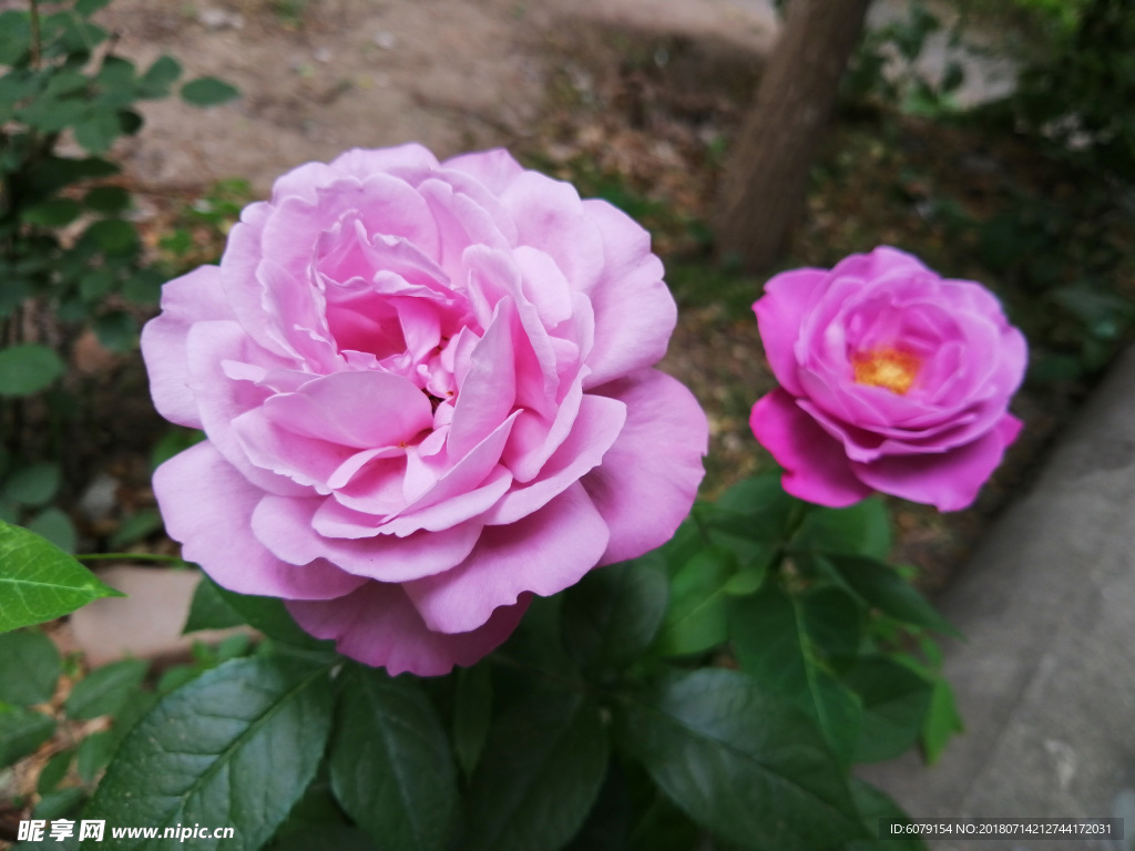 院子里的月季花