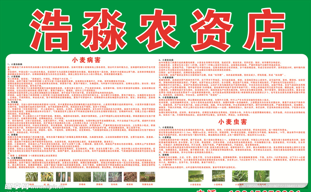 小麦病虫害