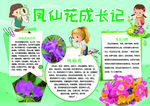 凤仙花成长小报