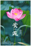 赏莲