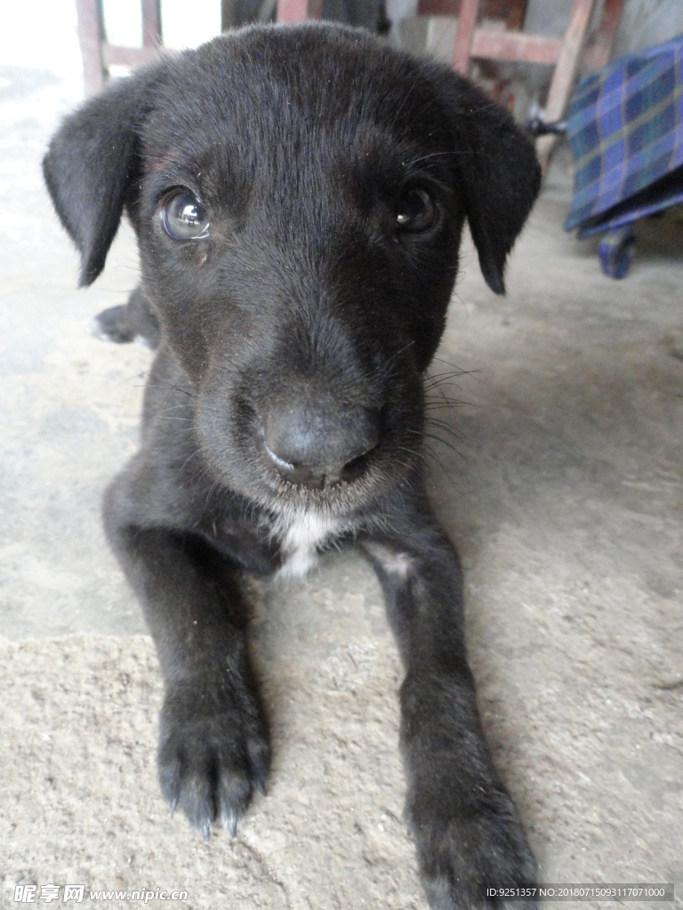 小黑狗