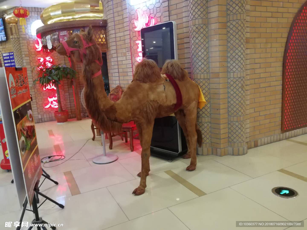 骆驼