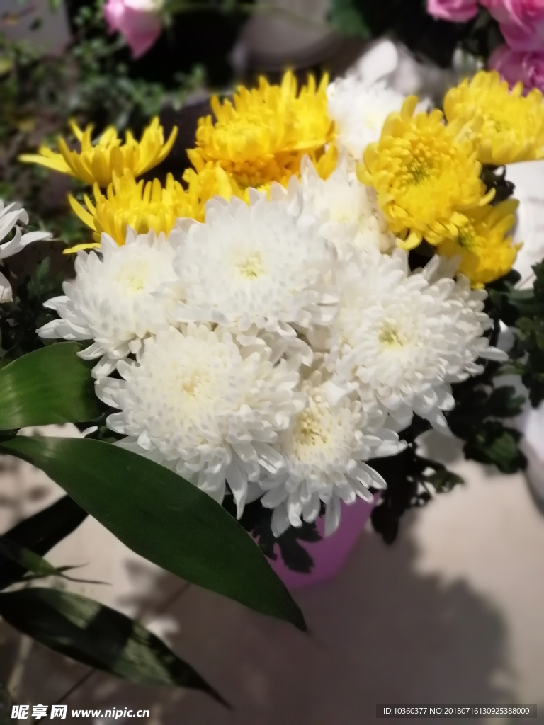 菊花