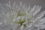 白菊