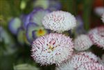 粉色菊花