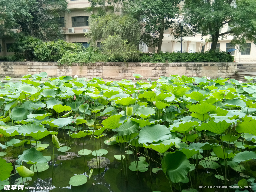 荷叶荷花