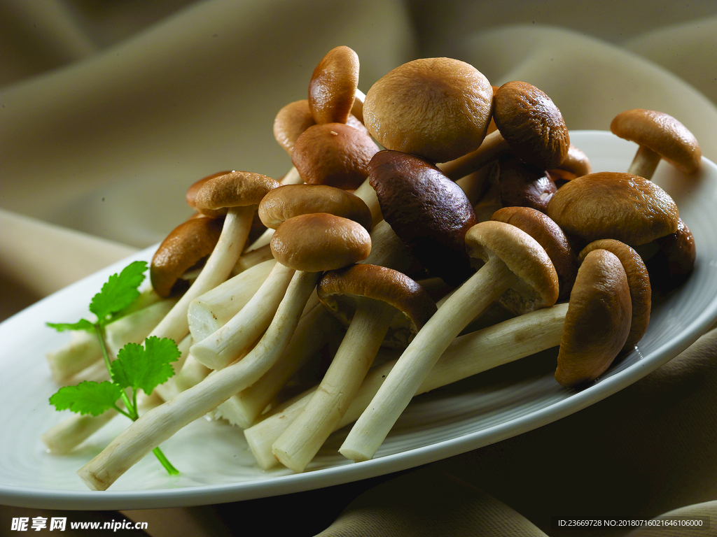 鲜茶树菇