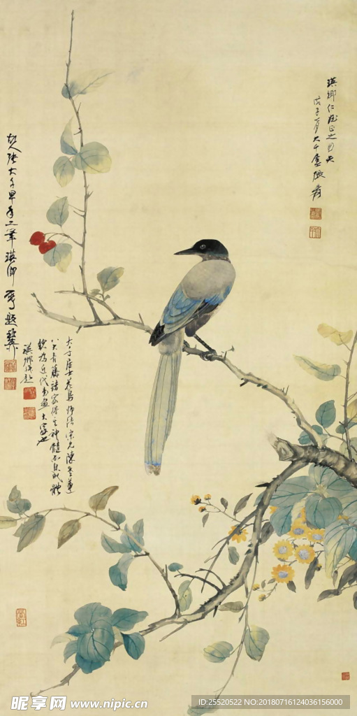 鸟