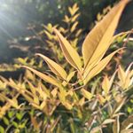 阳光下的叶子