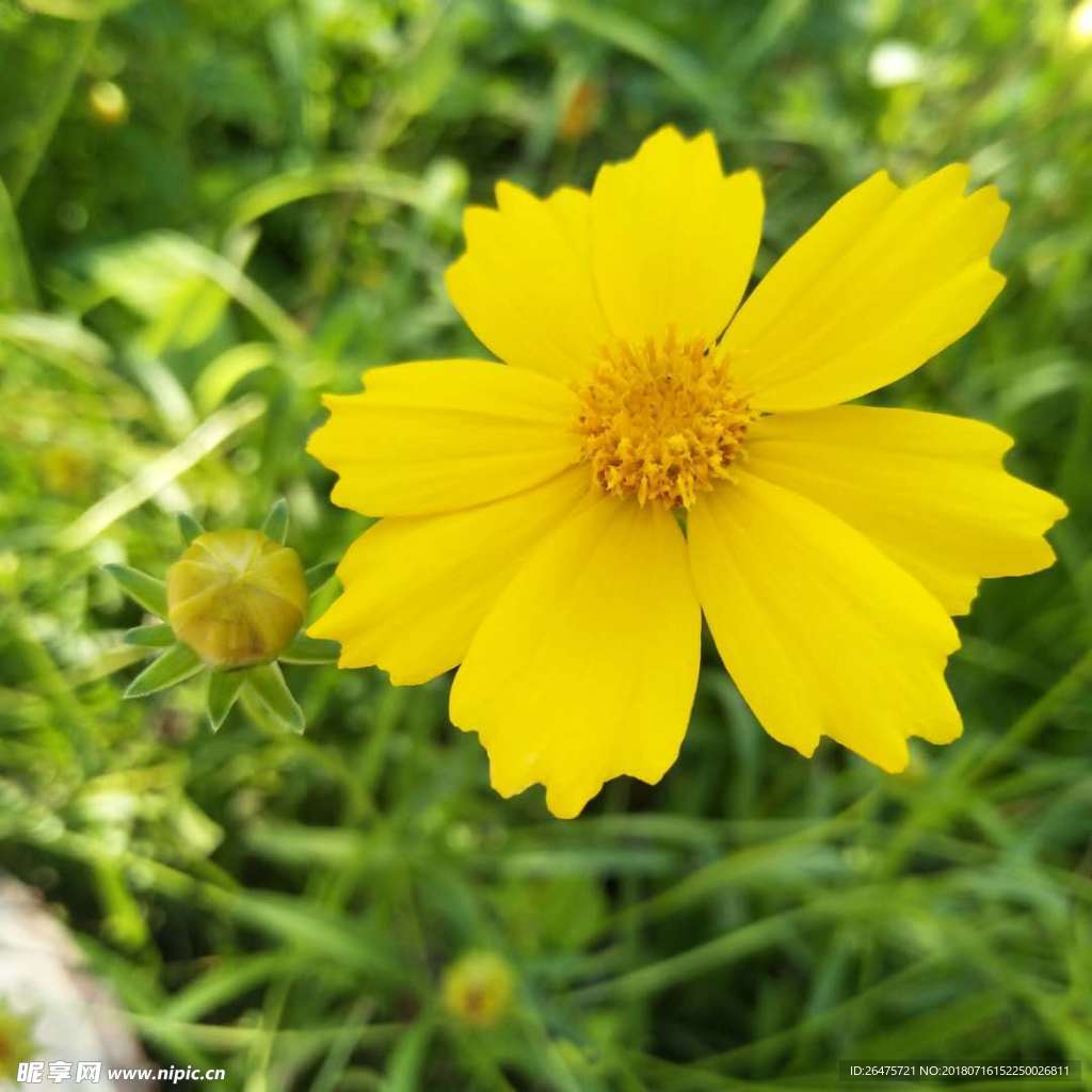 小黄花