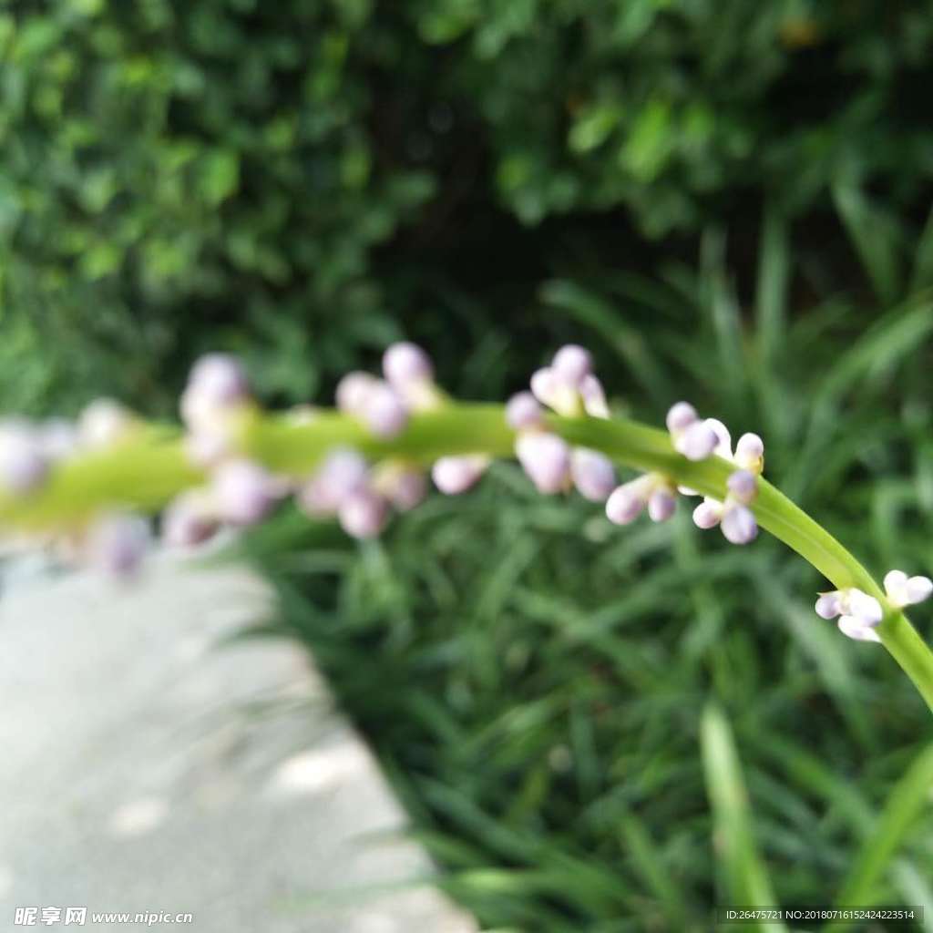 路边的花