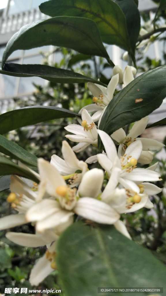 橘子花