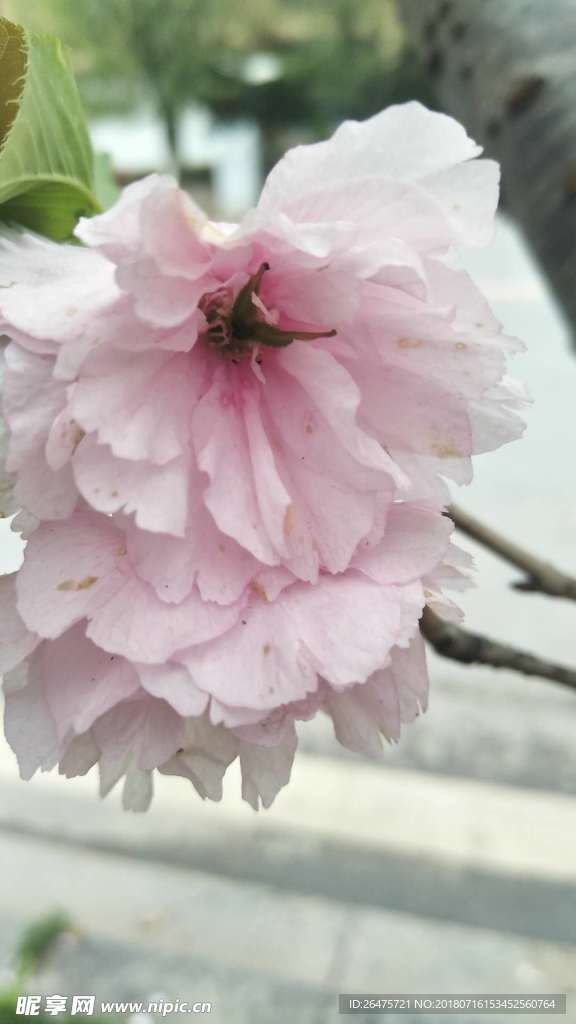 粉色花