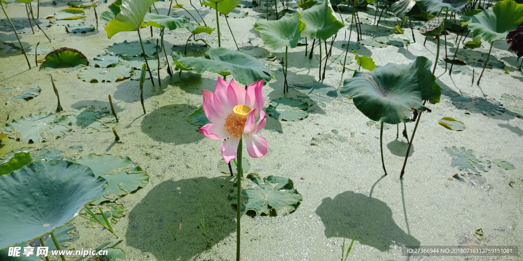 池塘里的花