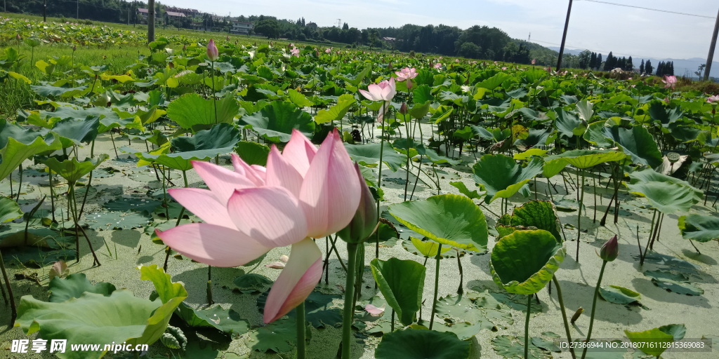 莲花